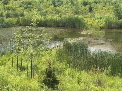 Established native vegetation surrounding a restored catch basin area at Sherbrooke West in Peterborough