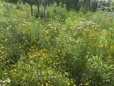 Established native vegetation surrounding a restored catch basin area at Sherbrooke West in Peterborough