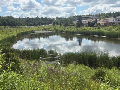 Established native vegetation surrounding a restored catch basin area at Sherbrooke West in Peterborough