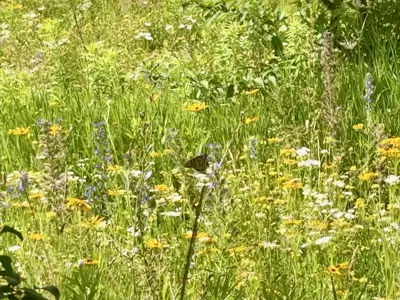 Monarch Butterfly